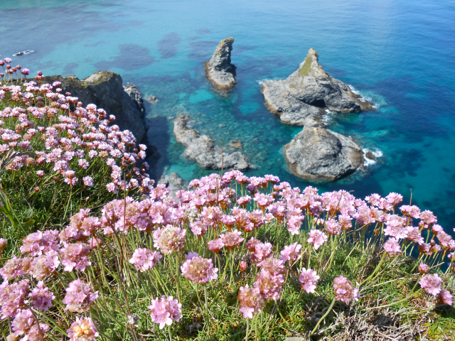 Thrift growing wild on the scenic cliff tops above azure waters below