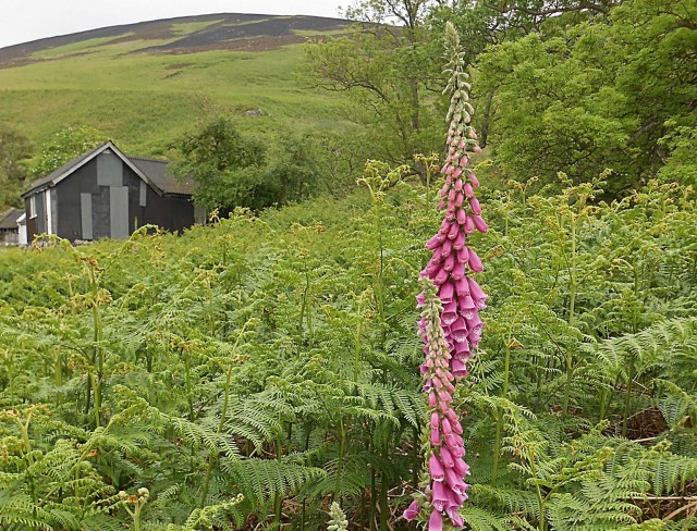 Fairy Dell - Isle of Arran