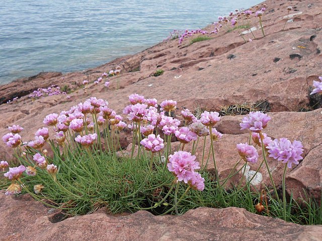 Thrift along the shoreline - Isle of Arran