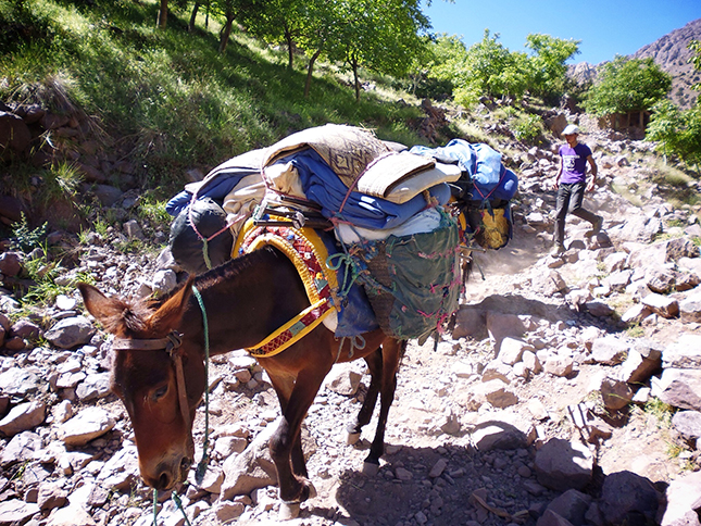 As we went up other porters and mules were coming down