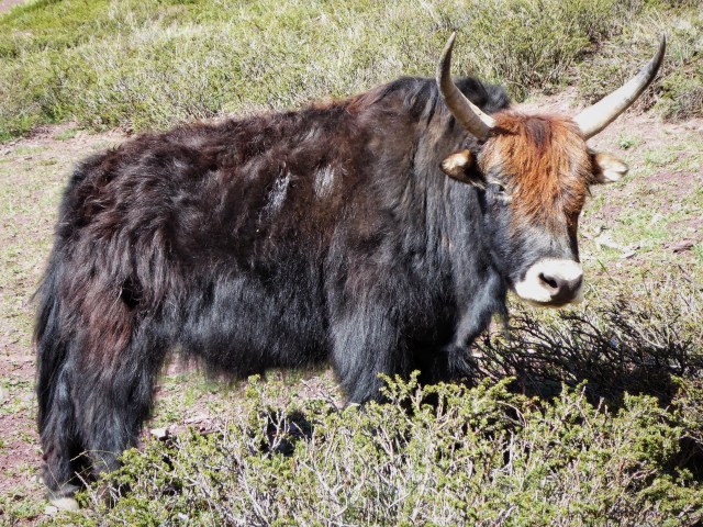 Horned Yak