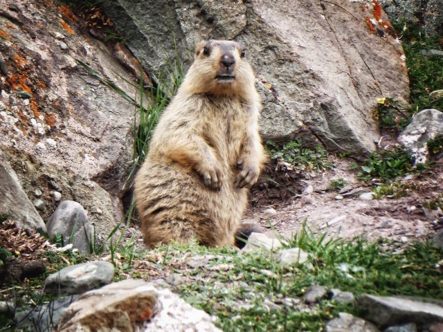 Marmots
