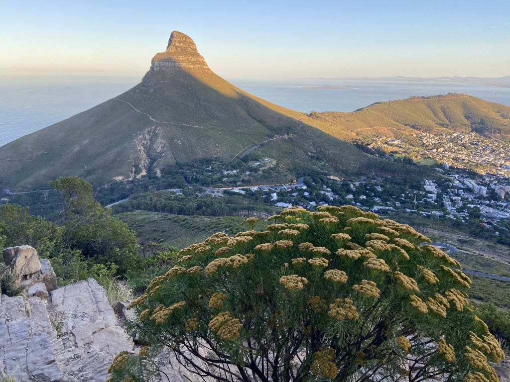 The Lion's Head